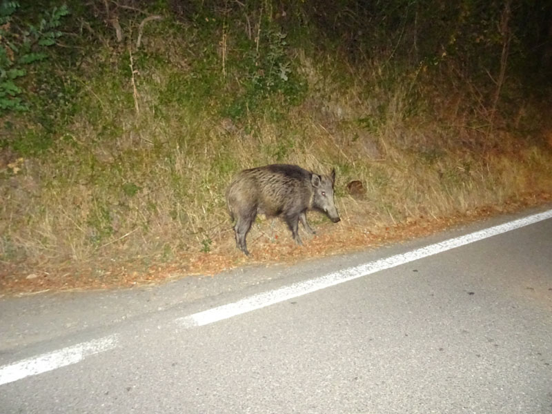 femm. di Sus scrofa - Suidae